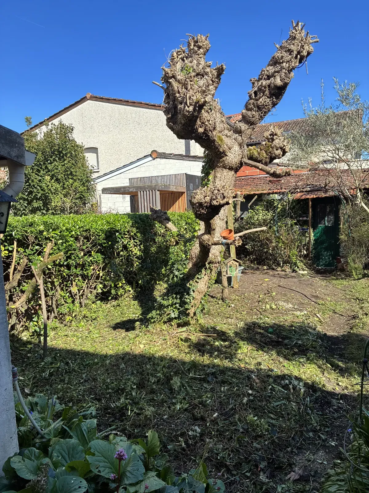 Arbre taillé, jardin dégagé