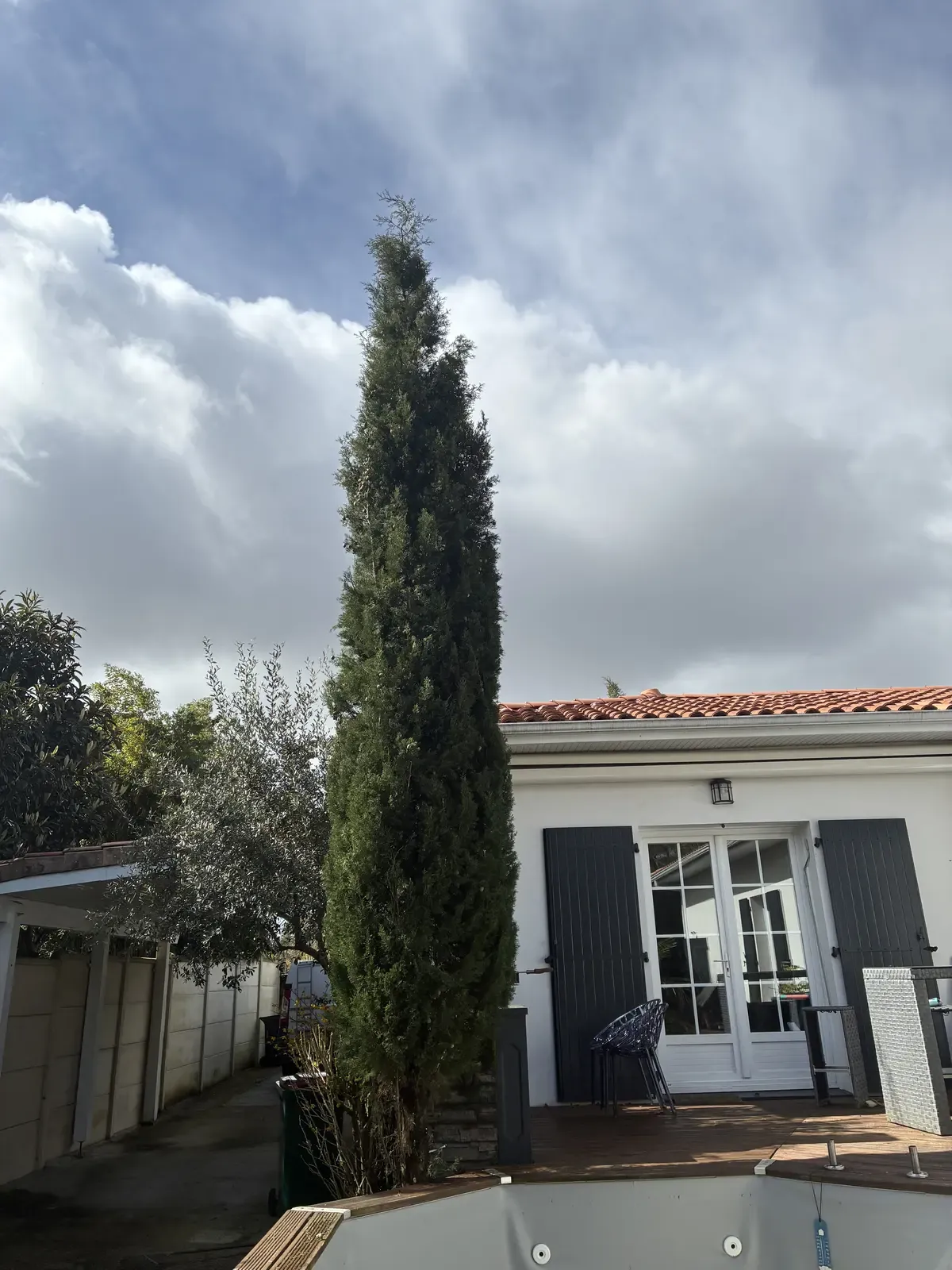 Cyprès retrouvant ses proportions