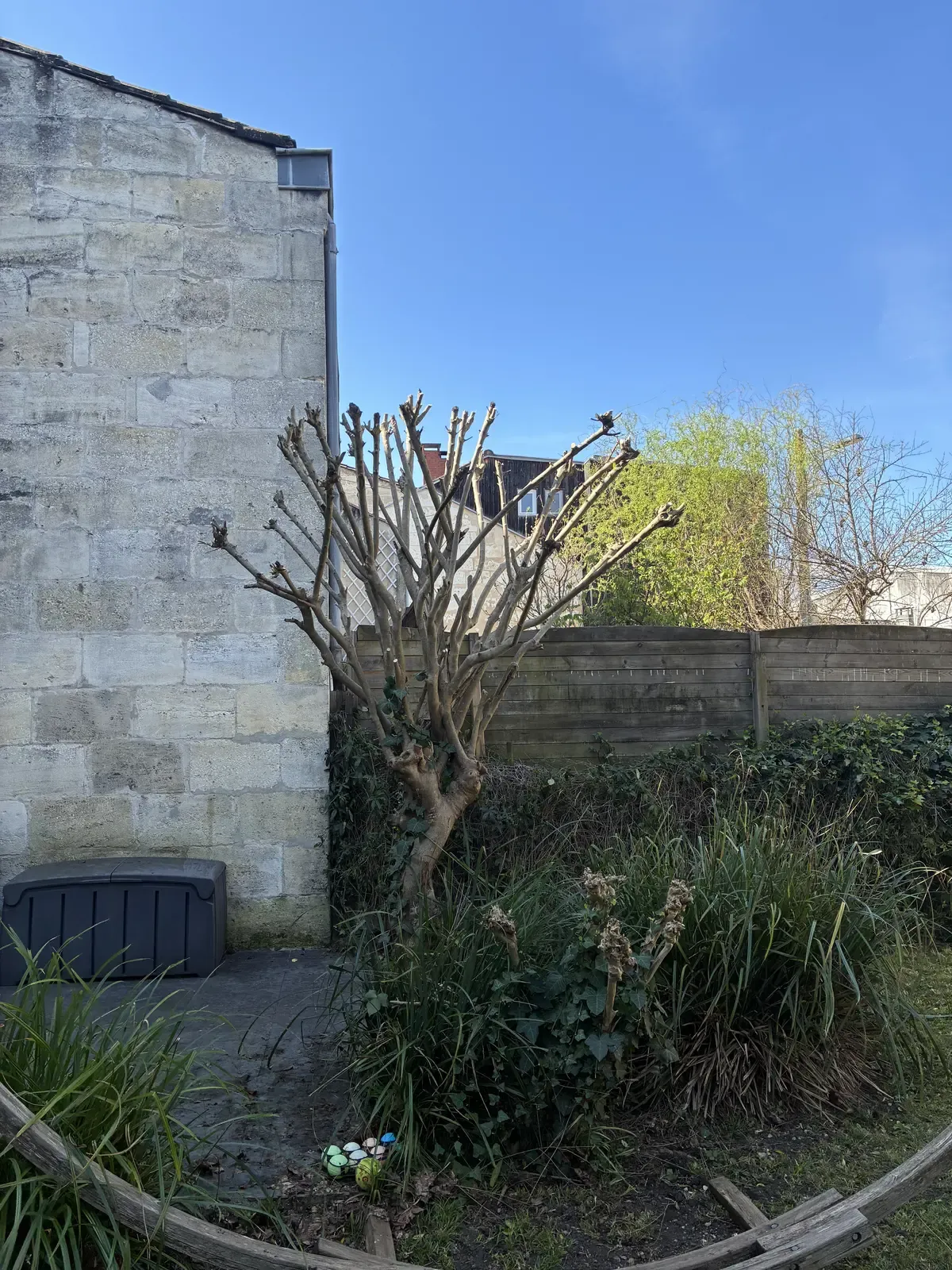 Arbre recépé — silhouette redessinée