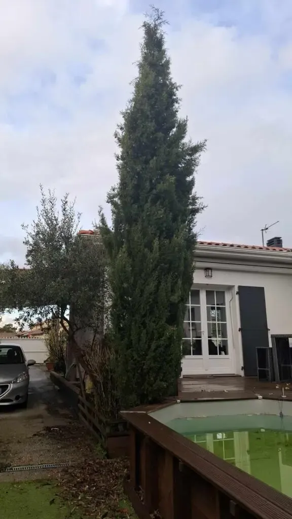 Cyprès avant taille — hauteur excessive, dépasse le toit