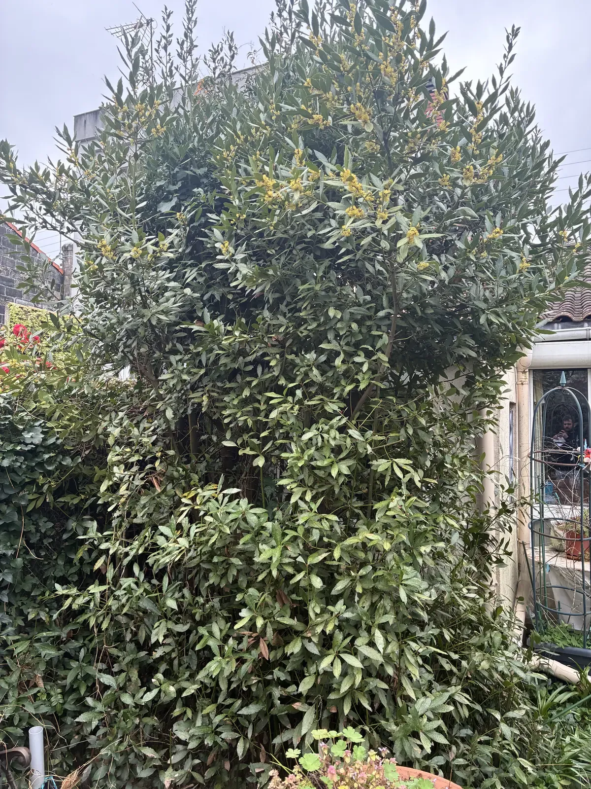 Haie envahissante avant intervention