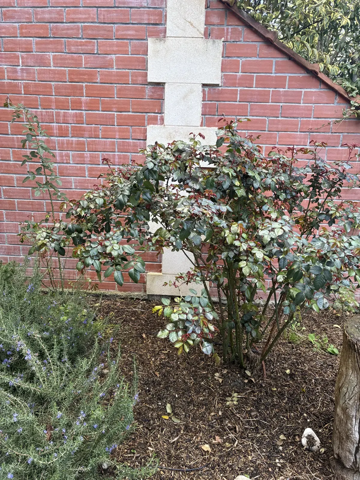 Jardin en friche avant intervention