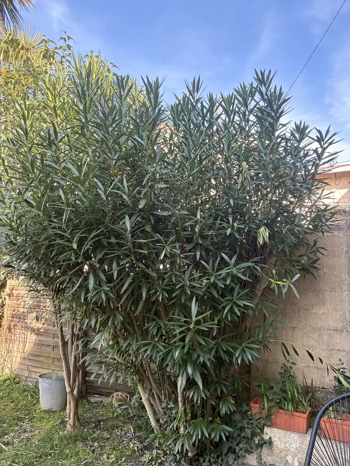 Laurier-rose envahissant avant taille