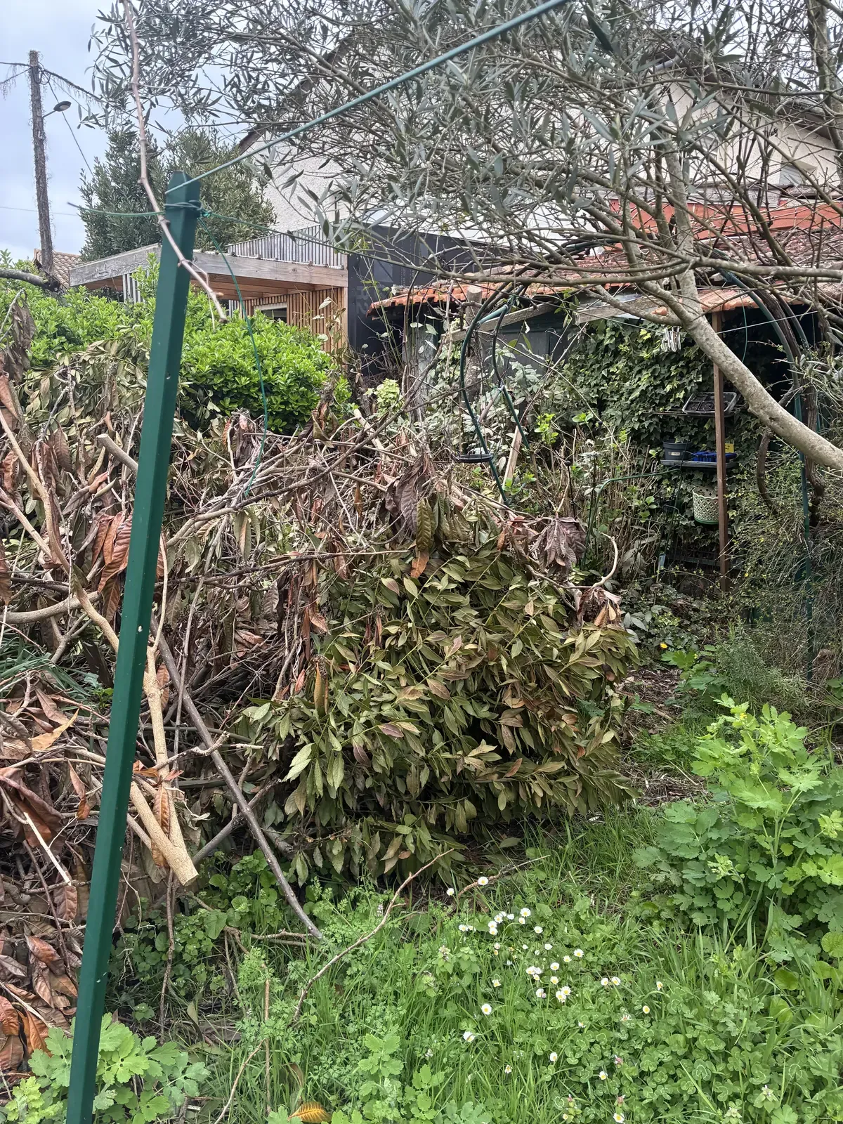Jardin envahi par la végétation