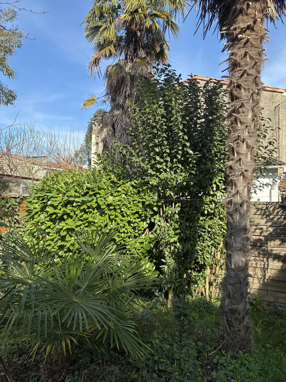 Mur envahi par le lierre