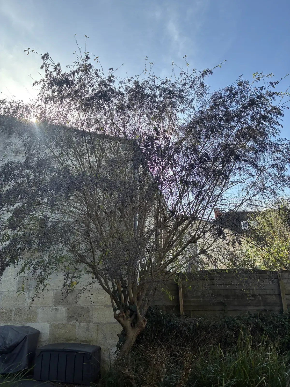 Végétation avant taille