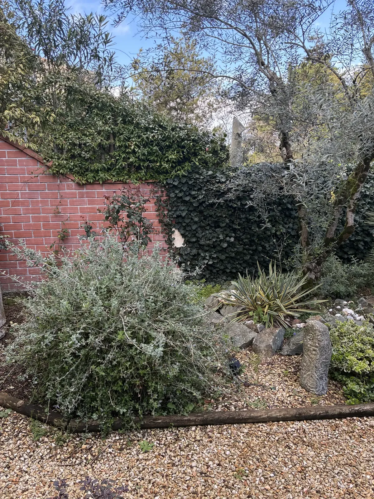 Jardin envahi avant intervention