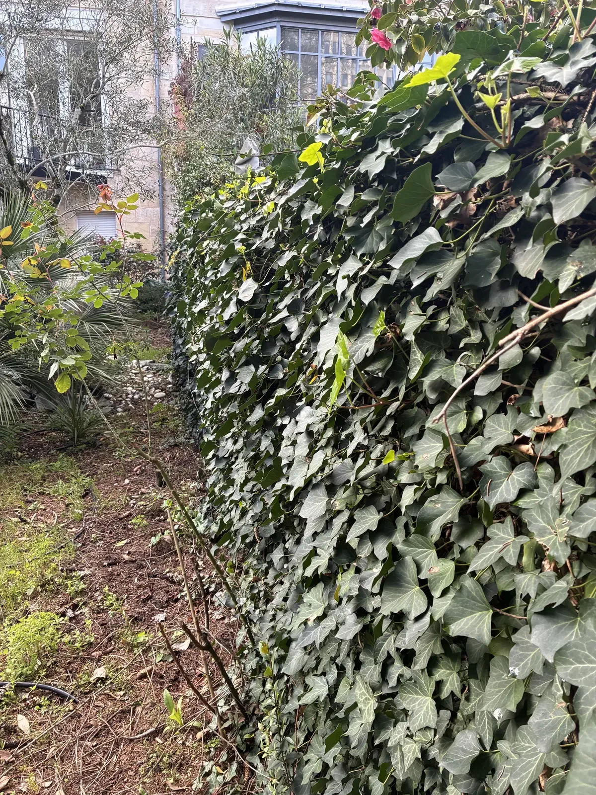 Mur envahi par le lierre