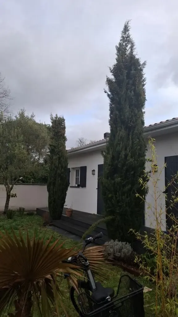 Autre angle du cyprès avant intervention