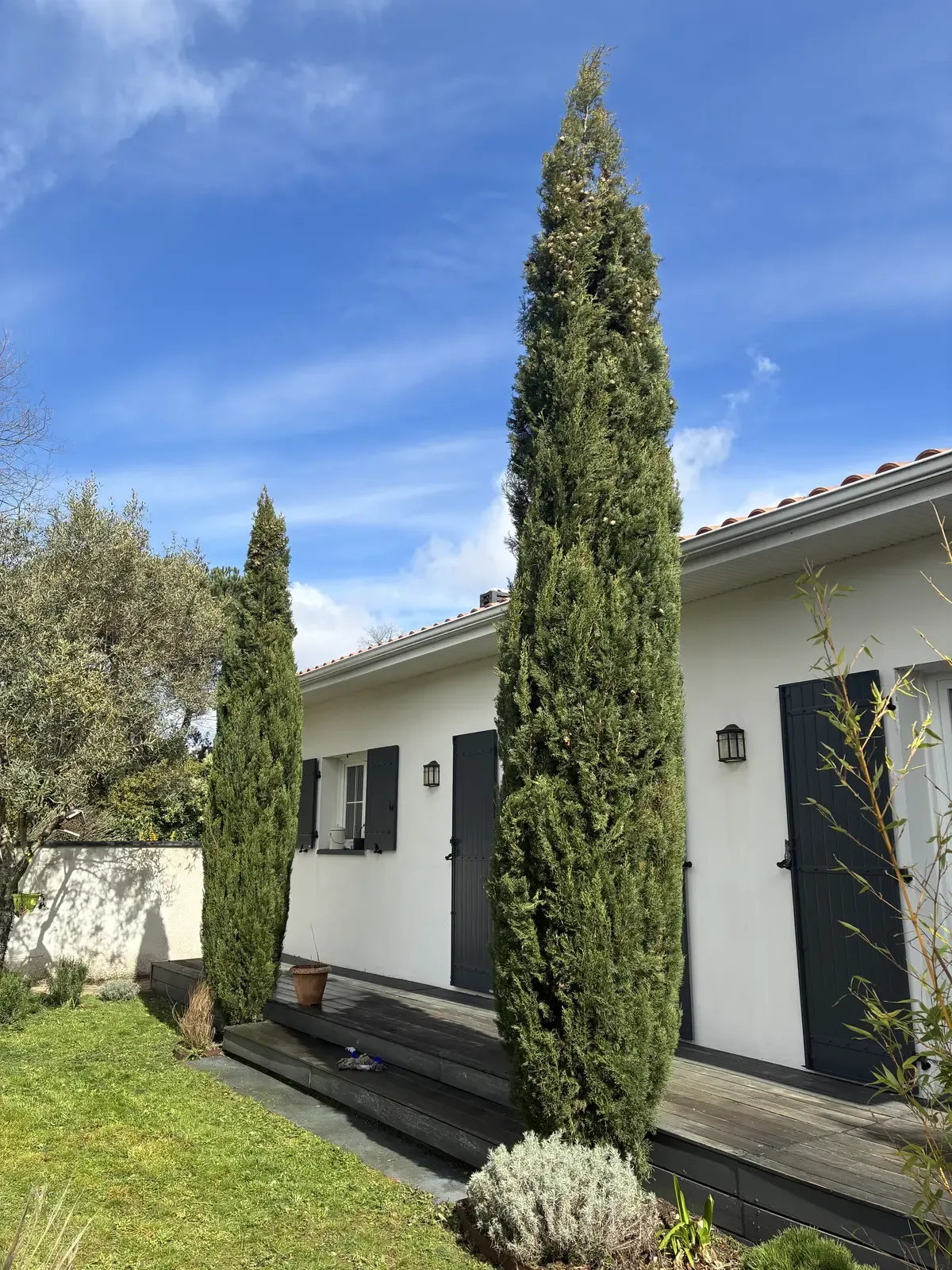 Cyprès taillé — vue principale