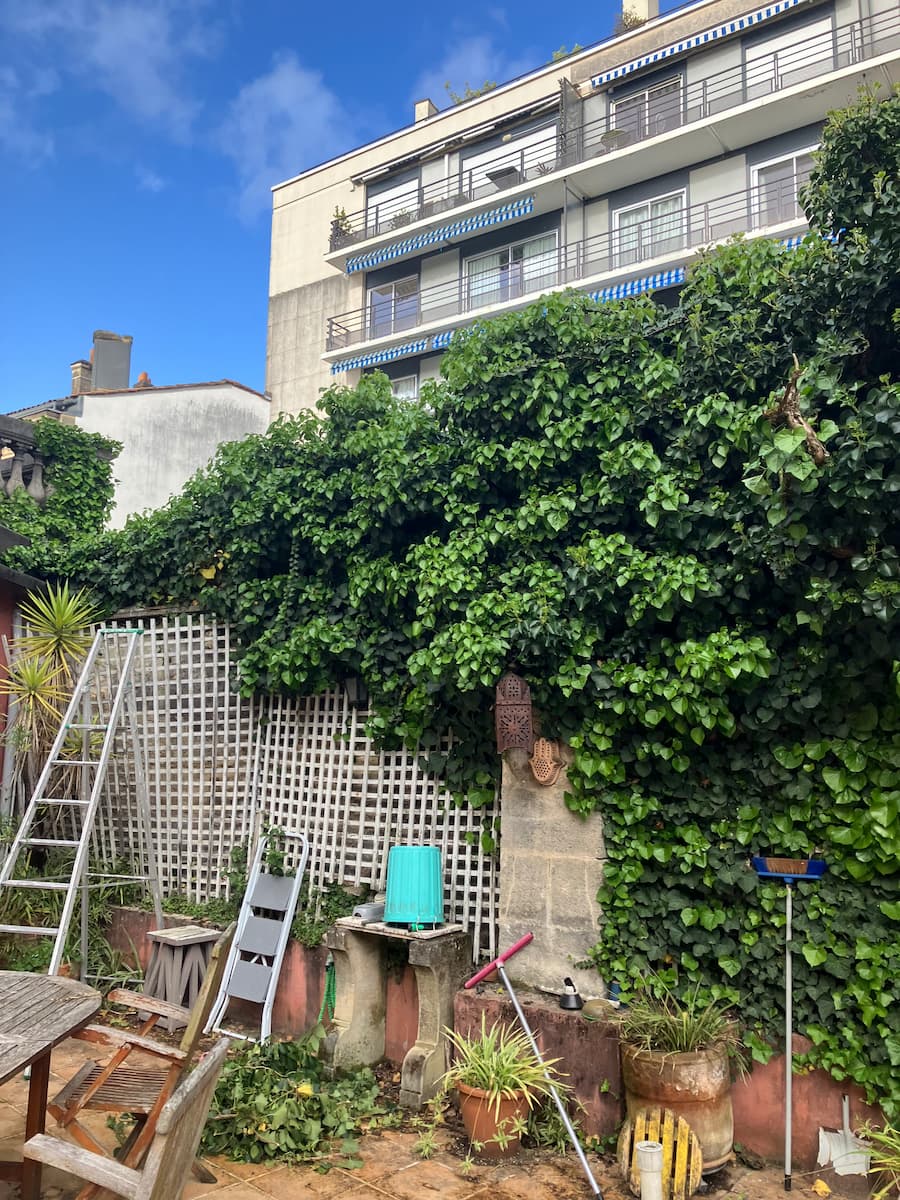 Arrachage lierre - Avant